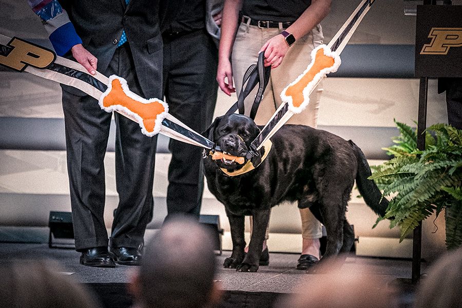 The image shows a dog