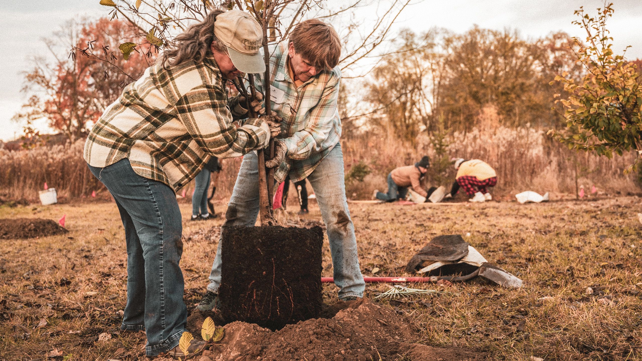 Two volunteers plant a tree while others work in the background