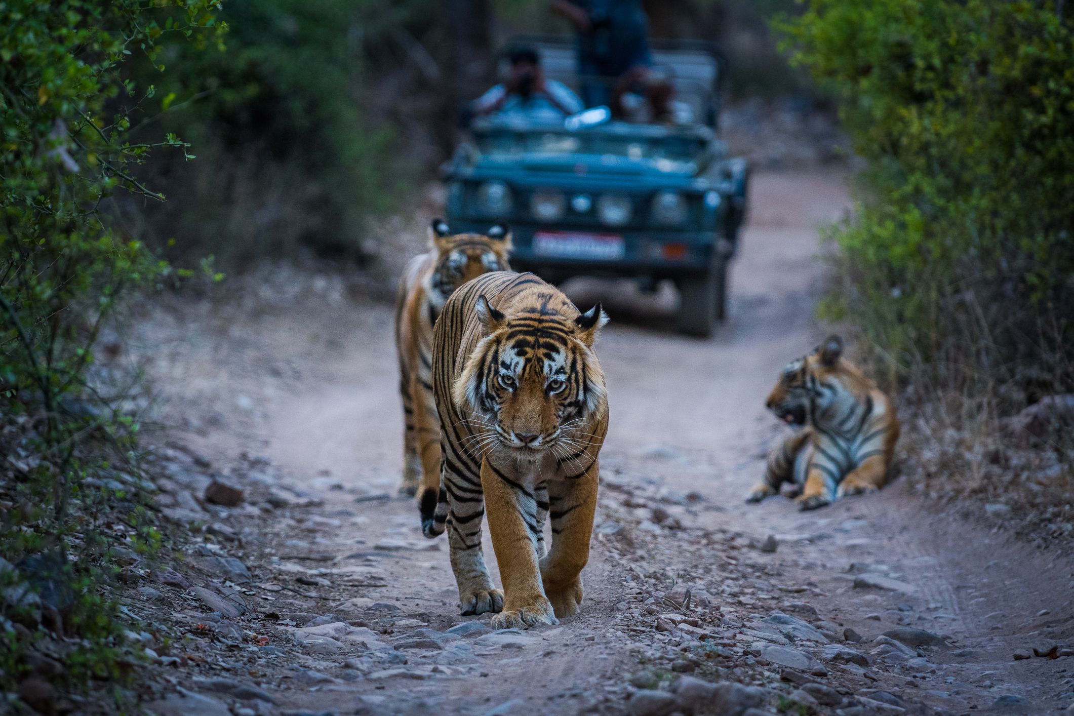 A dominant male tiger and his cubs are walking past a tourist jeep at Ranthambore Tiger Reserve, india