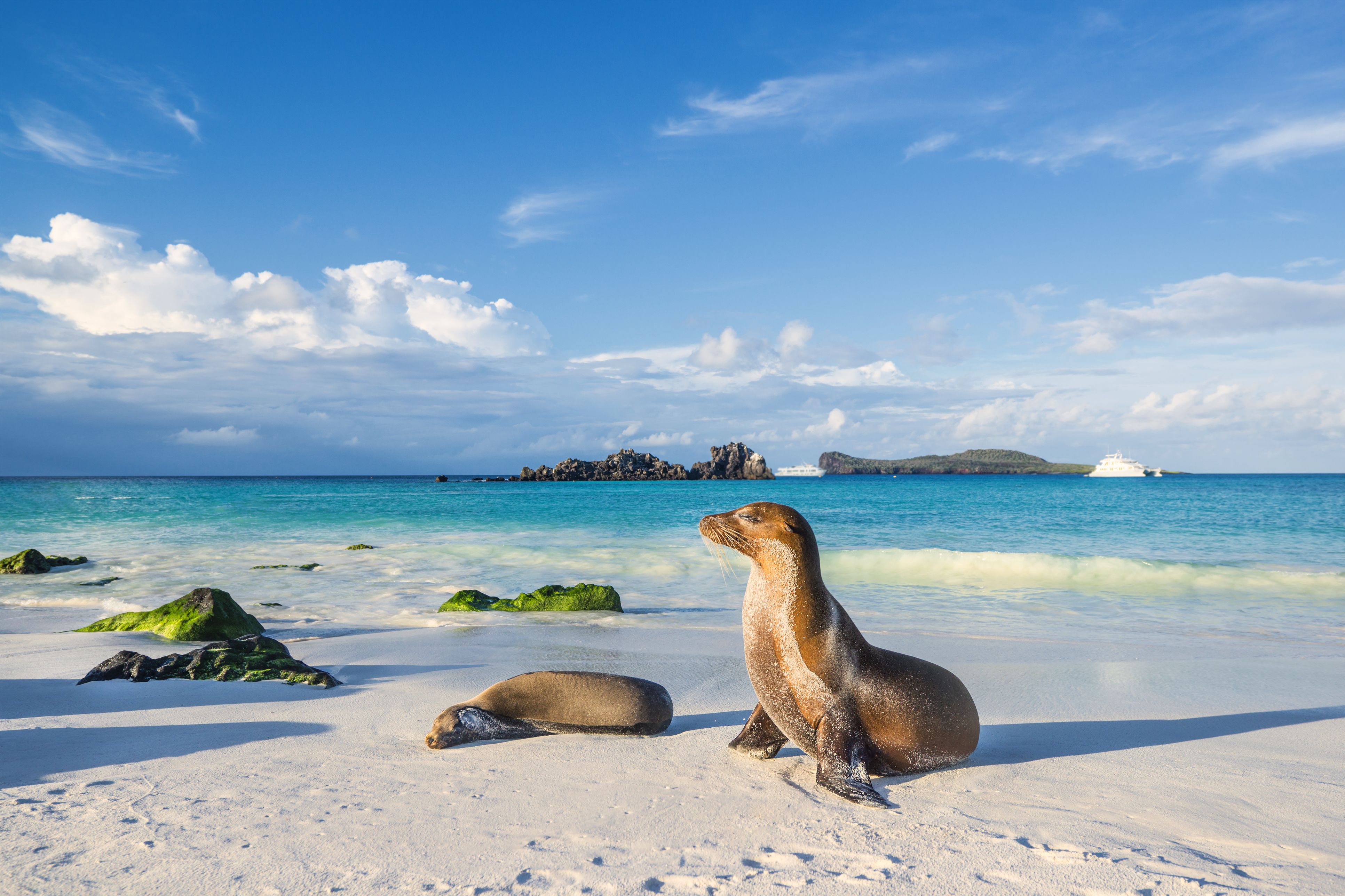 Galapagos sea lions (Zalophus wollebaeki) are sunbathing in the last sunlight at the beach of Espanola island, Galapagos Islands in the Pacific Ocean.