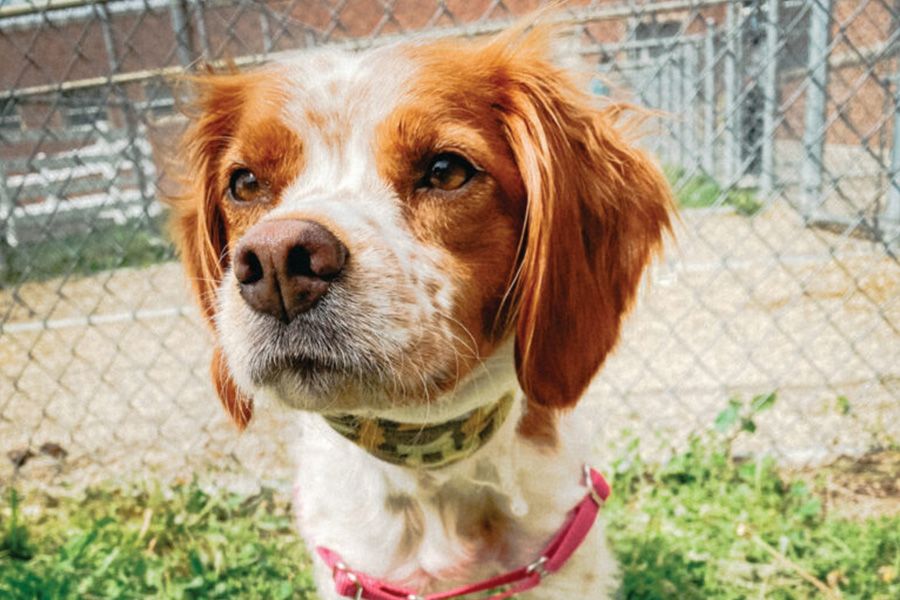 The image shows a dog in front of a fence