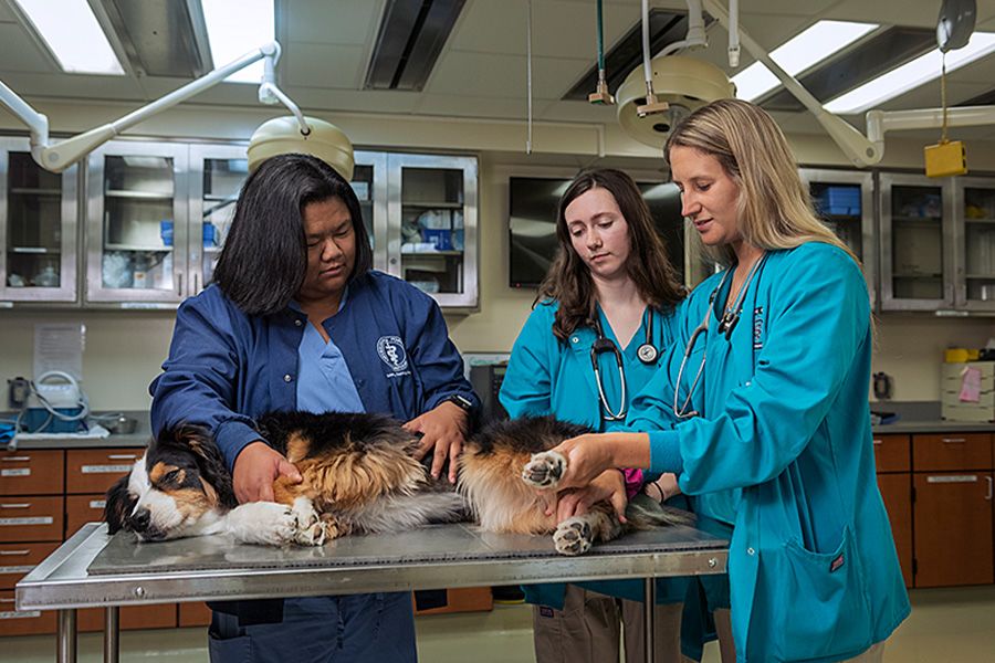 The image shows three women in scrubs examining a dog on a table