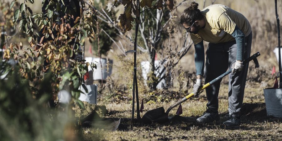 A man planting a tree outside in the fall 